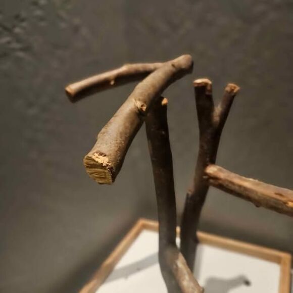 Parrot Perch Bird Stand 13"x13"x16" - Picture 3 of 5